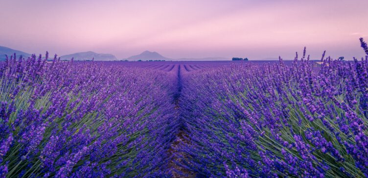 Lavendel: richtig Pflanzen und pflegen - Tipps