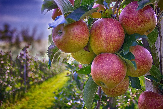 Wie viel kcal hat ein Apfel? Gibt es da unterschiede zwischen verschiedenen Sorten und Farben?