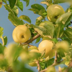 Wie viele Kalorien hat ein Apfel? Ein mittelgroßer Apfel hat etwa 70-90 Kalorien