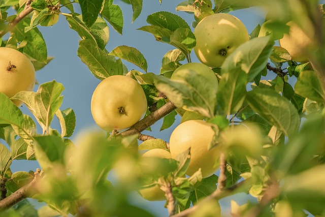 Wie viele Kalorien hat ein Apfel? Ein mittelgroßer Apfel hat etwa 70-90 Kalorien